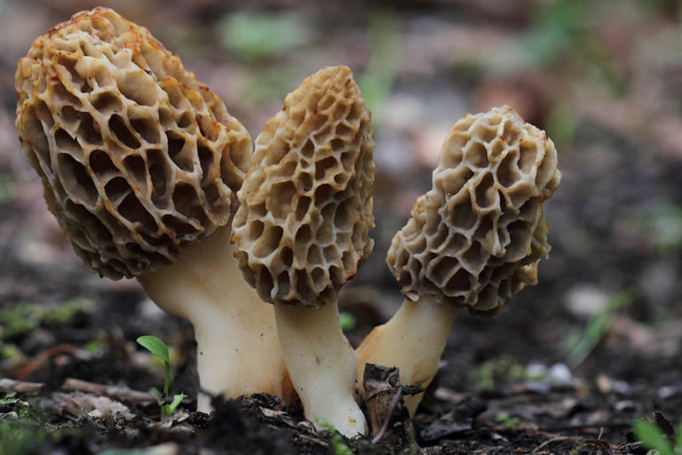 savoyrestaurant-blog1