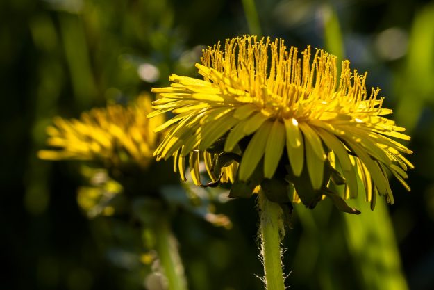 dandelion-3340474_1280