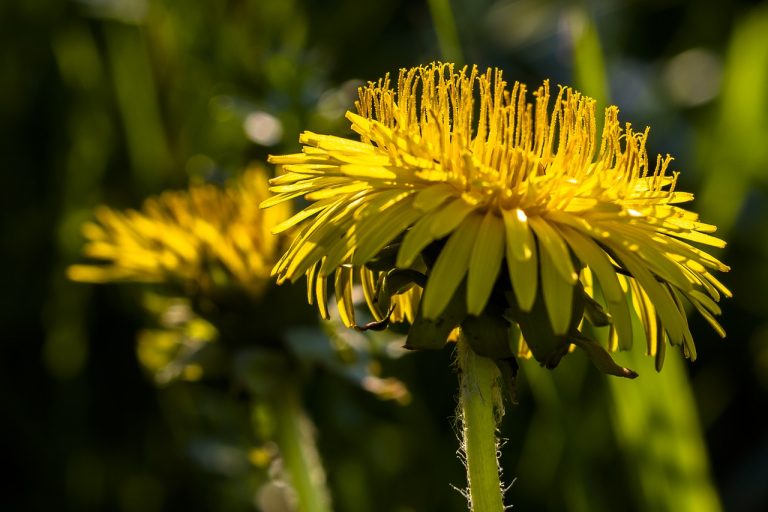 dandelion-3340474_1280